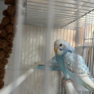 セキセイインコ生後2ヶ月」新潟県 - 鳥の里親募集(536758) 1枚目の