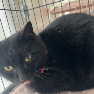 優しい黒猫キッキ君
