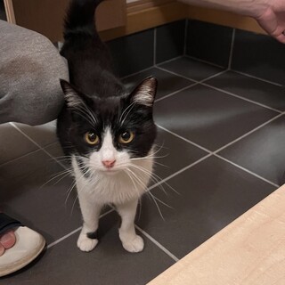 懐っこい白黒ハチワレの女の子(リターン予定)