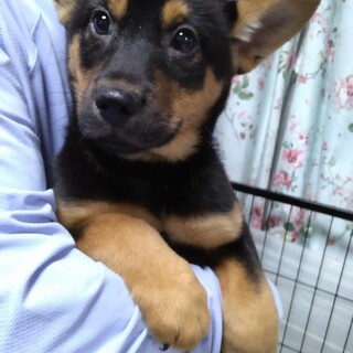 19日の譲渡会に参加します、トリュフちゃん