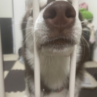 大切にしてくださる里親様を探しています