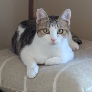 かわいいキジ白姉妹★くららちゃん★1歳くらい