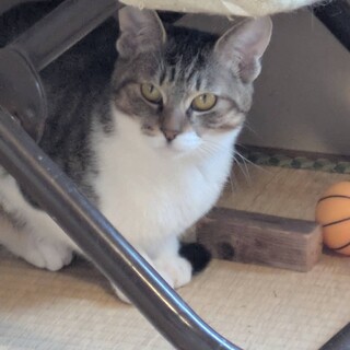 かわいいキジ白姉妹★しょうちゃん★1歳くらい