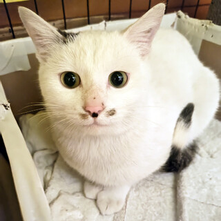 ほぼ白猫の男の子「プン」です！