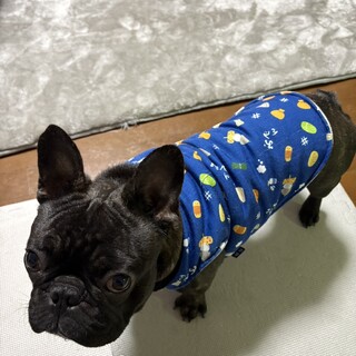 この子を幸せにしてくださる方を募集します