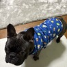 この子を幸せにしてくださる方を募集します サムネイル1