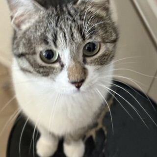 TNRで保護、人馴れしているキジ白さん