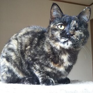 片目が見えないてんちゃん