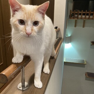 �l���D���A�������D���Â���V�I���S�Ҍ�����u����