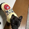 この子を幸せにしてくださる方を募集します サムネイル3