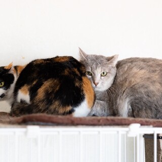 捕獲器内で子猫出産した為、保護