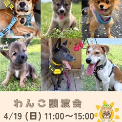 ワンコの譲渡会