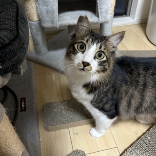 キジ白長毛の男の子です