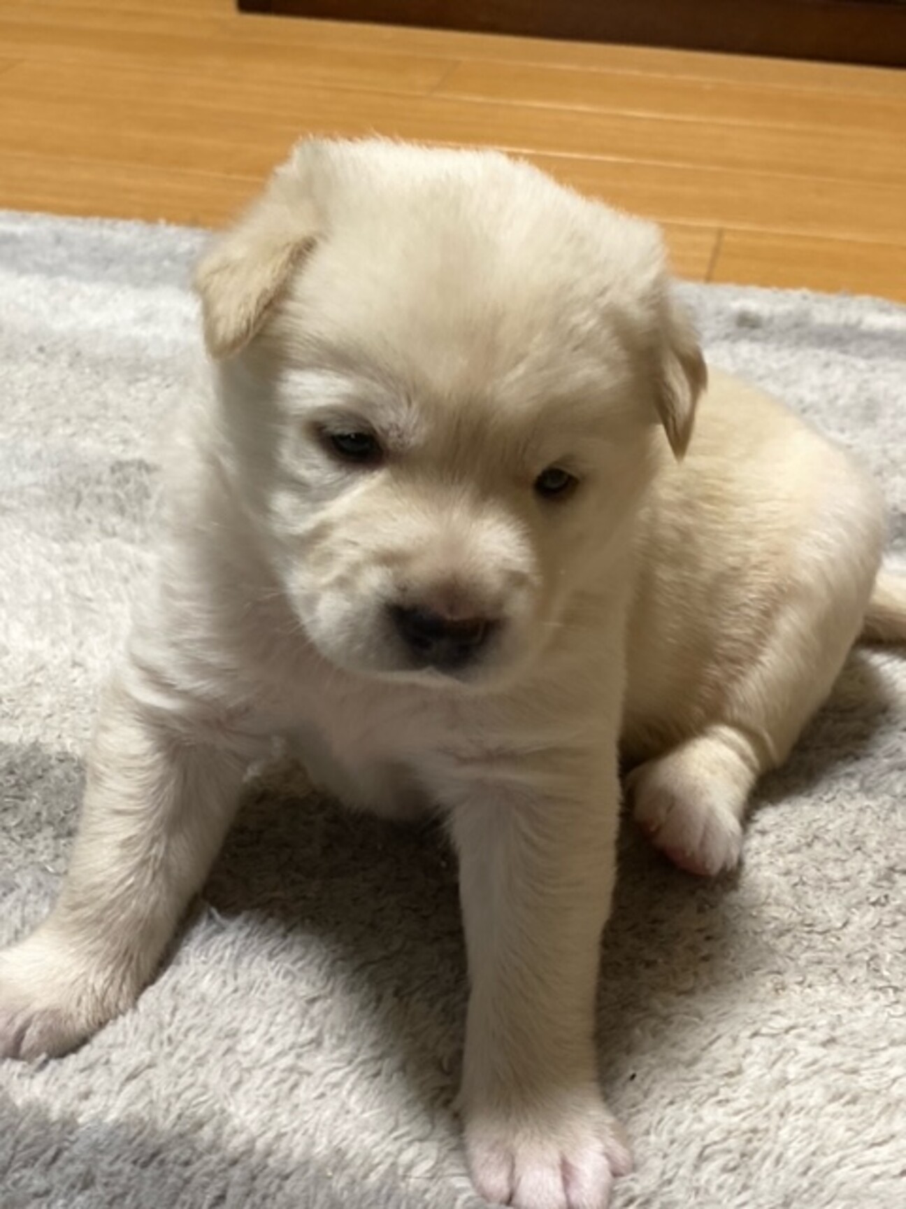 ばんちゃん【愛犬のために節約中^^】 専用 2029082.jpeg