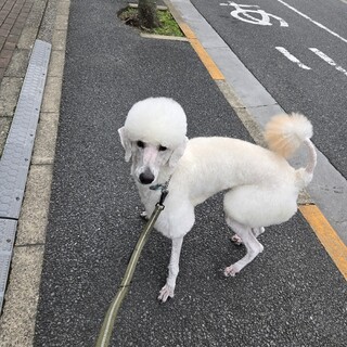 スタンダードプードル男の子