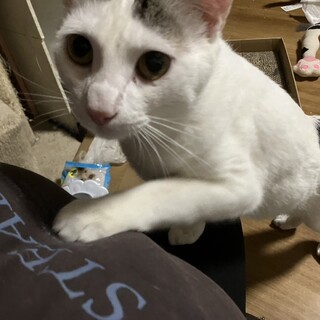 灰白尻尾短い白多めの子♂