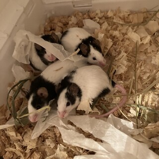 再募集！！！パンダマウス 3ヶ月 