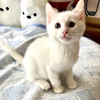 真っ白でふわふわ　元気な男の子 ピアノ君