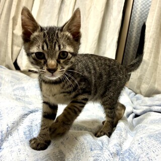 ひざの上で甘えるのが大好き フルート君