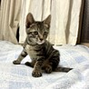 ひざの上で甘えるのが大好き フルート君 サムネイル2