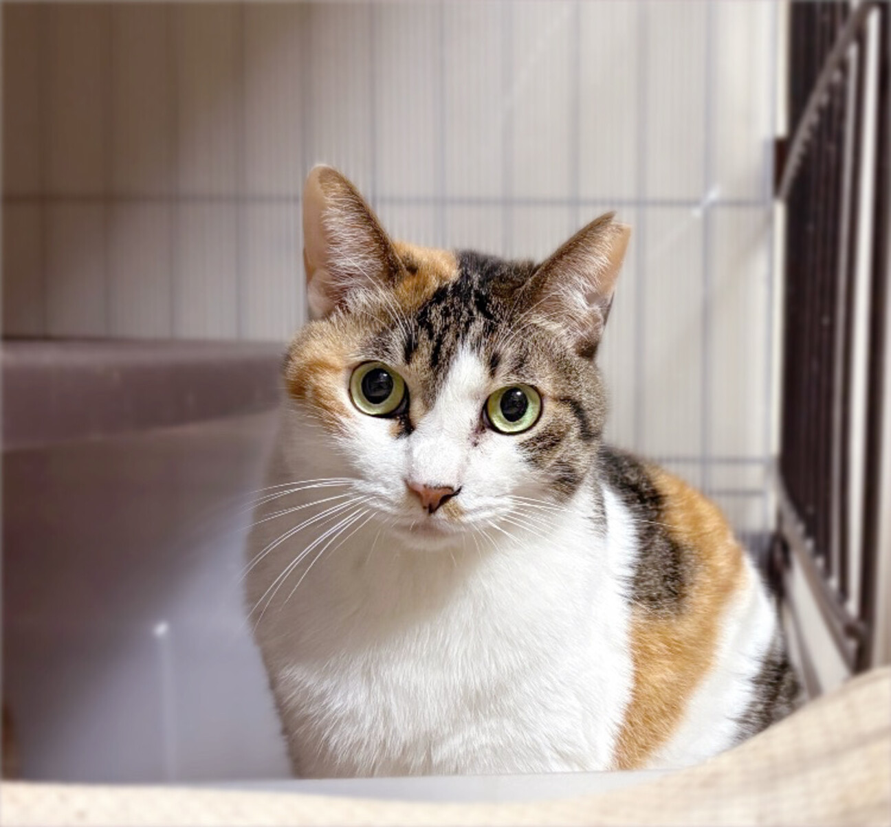 猫と仲良し❤️三毛猫みいちゃん」千葉県 - 猫の里親募集(538950) 1枚