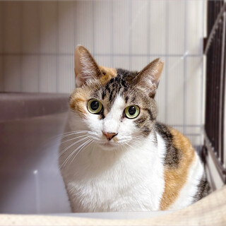 猫と仲良し❤️三毛猫みいちゃん」千葉県 - 猫の里親募集(538950) 4枚