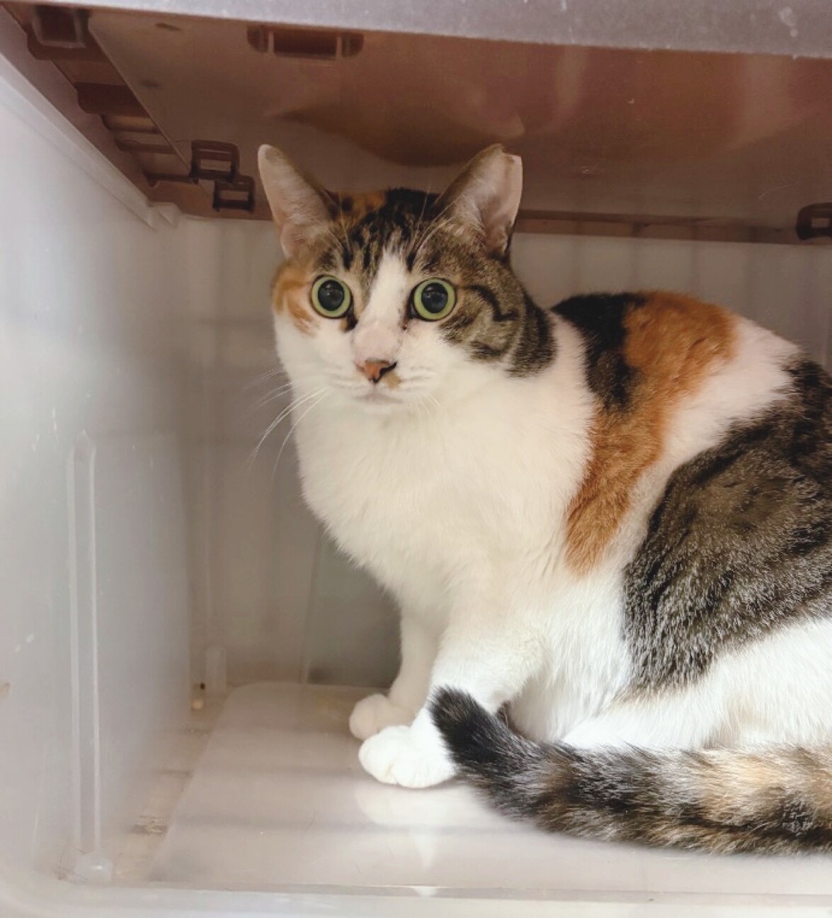 猫と仲良し❤️三毛猫みいちゃん」千葉県 - 猫の里親募集(538950) 4枚