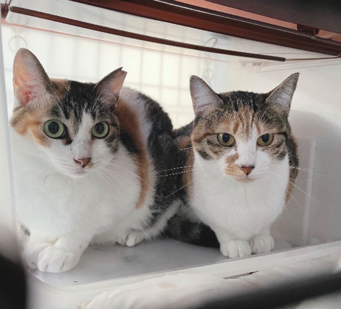 猫と仲良し❤️三毛猫みいちゃん」千葉県 - 猫の里親募集(538950) 5枚
