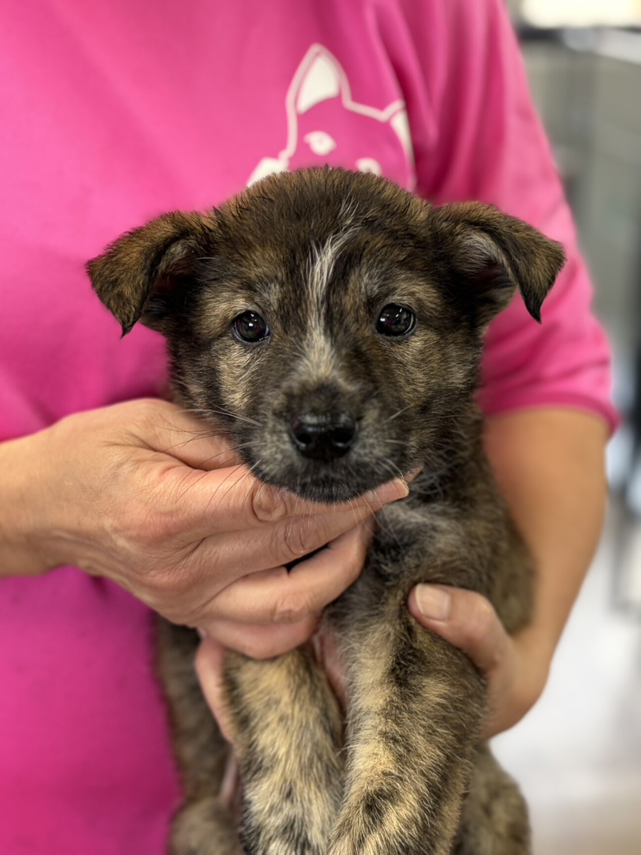 この子を助けてください」愛知県 - 犬の里親募集(538953) :: ペットの