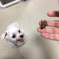 マル