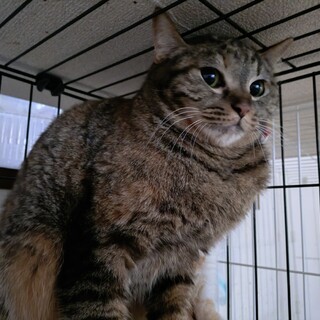 �ւ̎��̌������� �g����́h �����