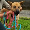 さとちゃんの家族募集【全国から応募可】 サムネイル2