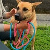 さとちゃんの家族募集【全国から応募可】 サムネイル3