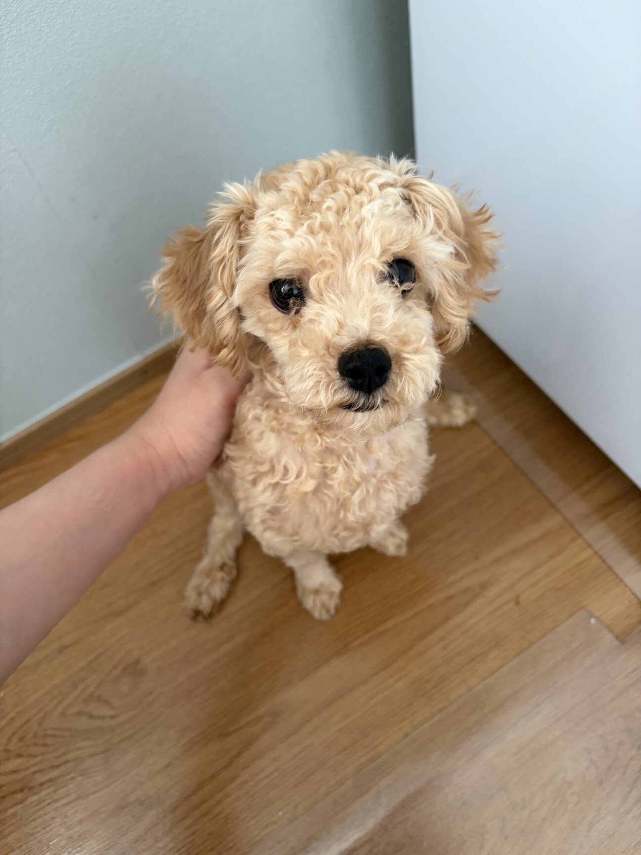 里親様募集♡送料込み。アプリコットちゃん。トップノット。 7ヶ月 アプリコット ト」東京都 - 犬の里親募集(538971) :: ペット