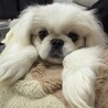 里親募集中 サムネイル4