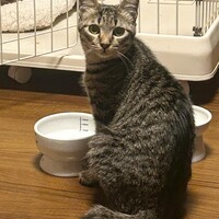 ウリ