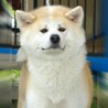 Puppy-Garden さん