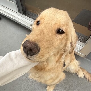 ゴールデン・レトリーバー × 広島県が募集対象」保護犬の里親募集情報