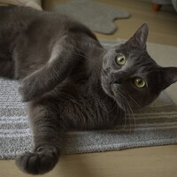 こてつ