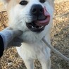 人の気持ちが分かる子です