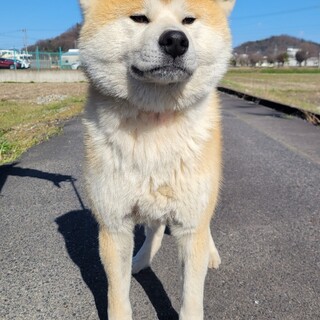 愛らしい秋田犬です