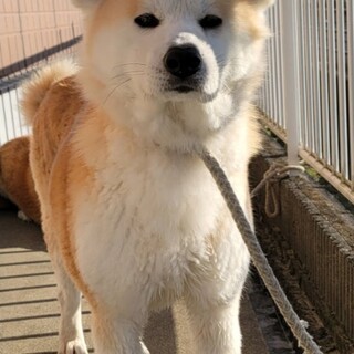 おっとりさんの秋田犬です