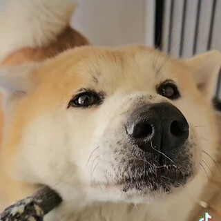 憎めないくらい愛らしい秋田犬です。