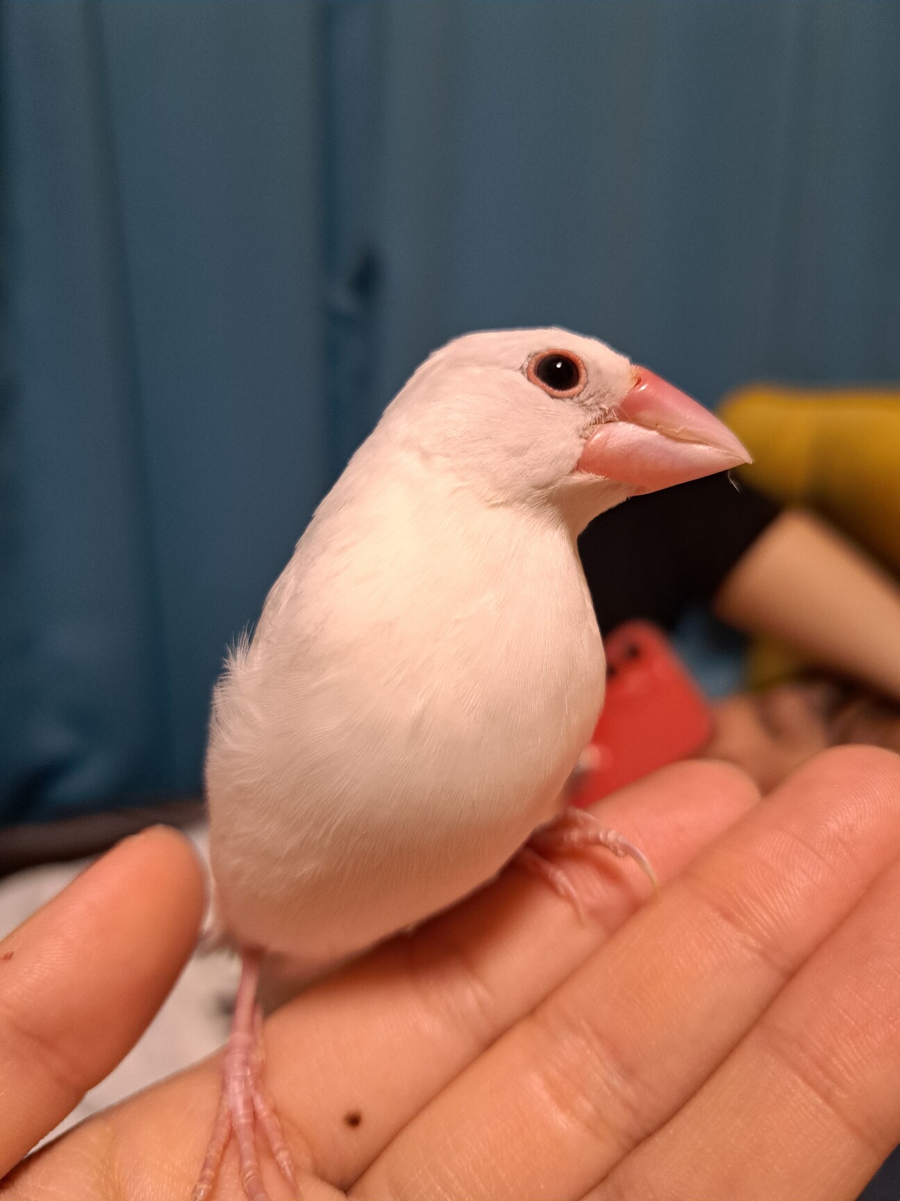 白文鳥(引き取り手みつか」愛知県 - 鳥の里親募集(538995