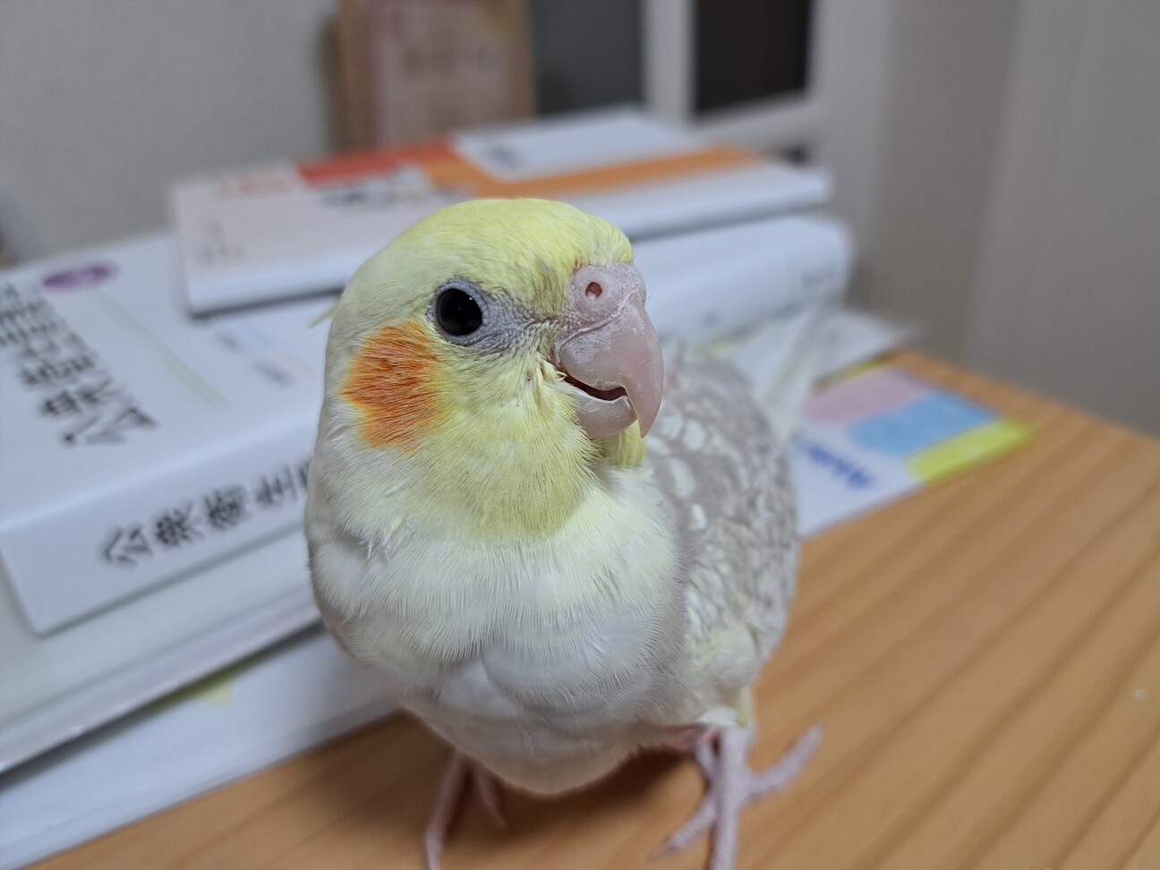 オカメインコ【引き取り手」愛知県 - 鳥の里親募集(538996