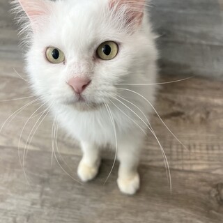 �̂�т�Â���������`�������?��?