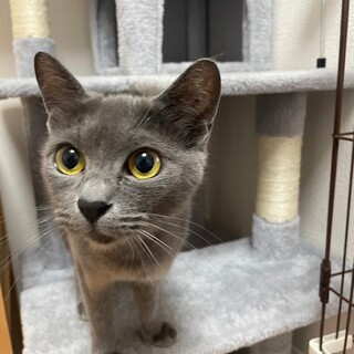 �V���b�Ƃ������l�L�̂��т�����?