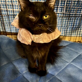 ����Ă鍕�����с��u���r����