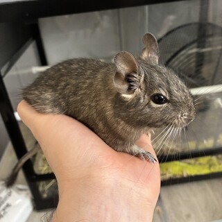 デグーの里親募集中　生後9ヶ月