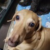 マイと犬と時々猫